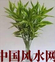开封十二生肖养什么植物最旺财运？你知道吗！